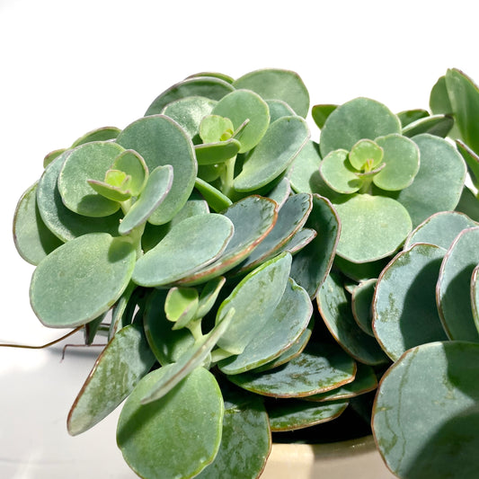 Kalanchoe manierianea