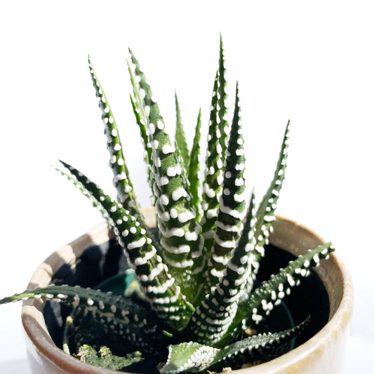 Haworthia Attenuata