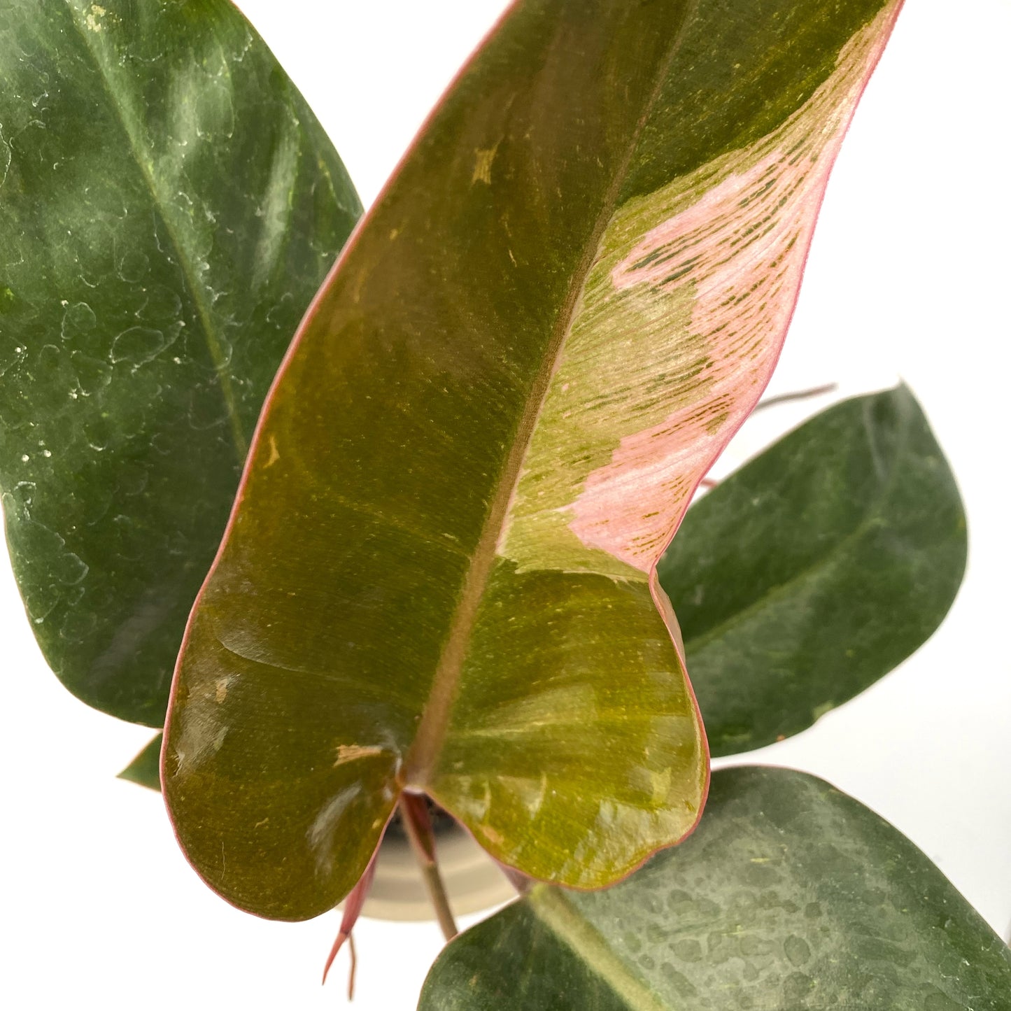 Philodendron Pink Birkin