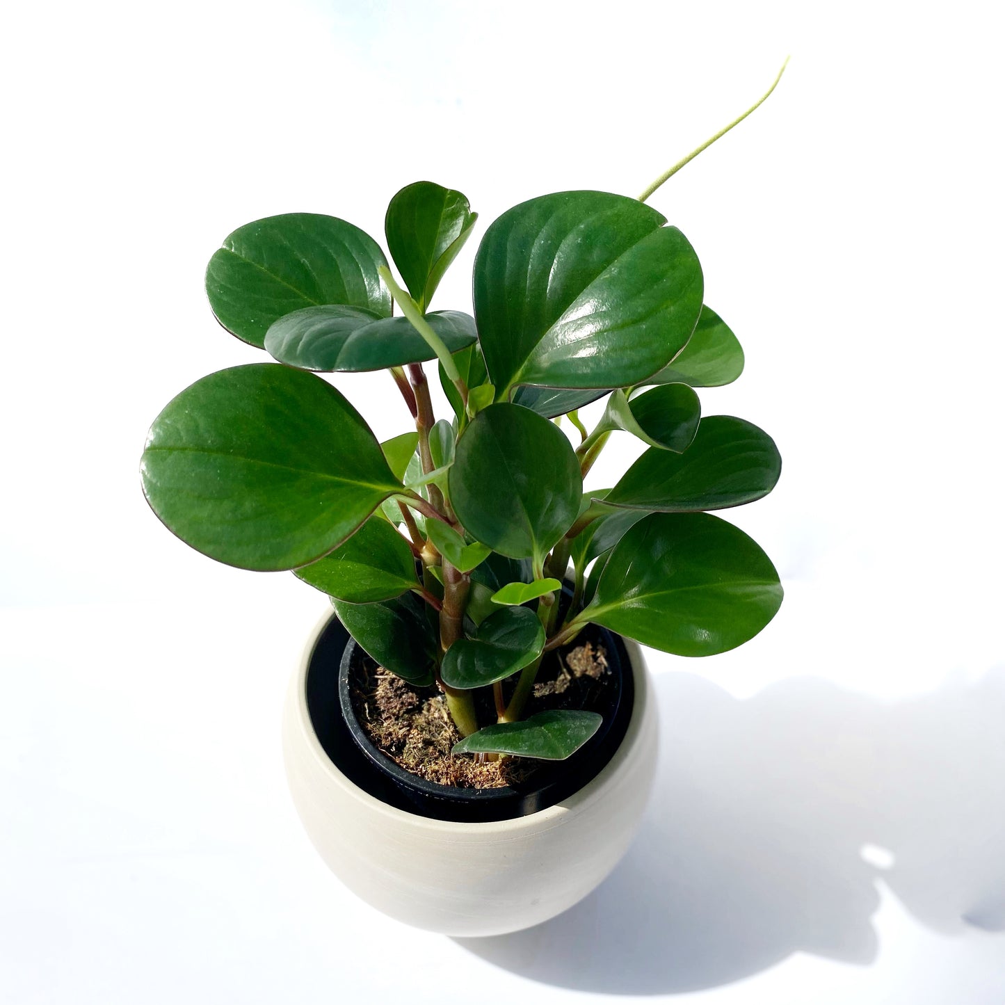 Peperomia obtusifolia « red edge »