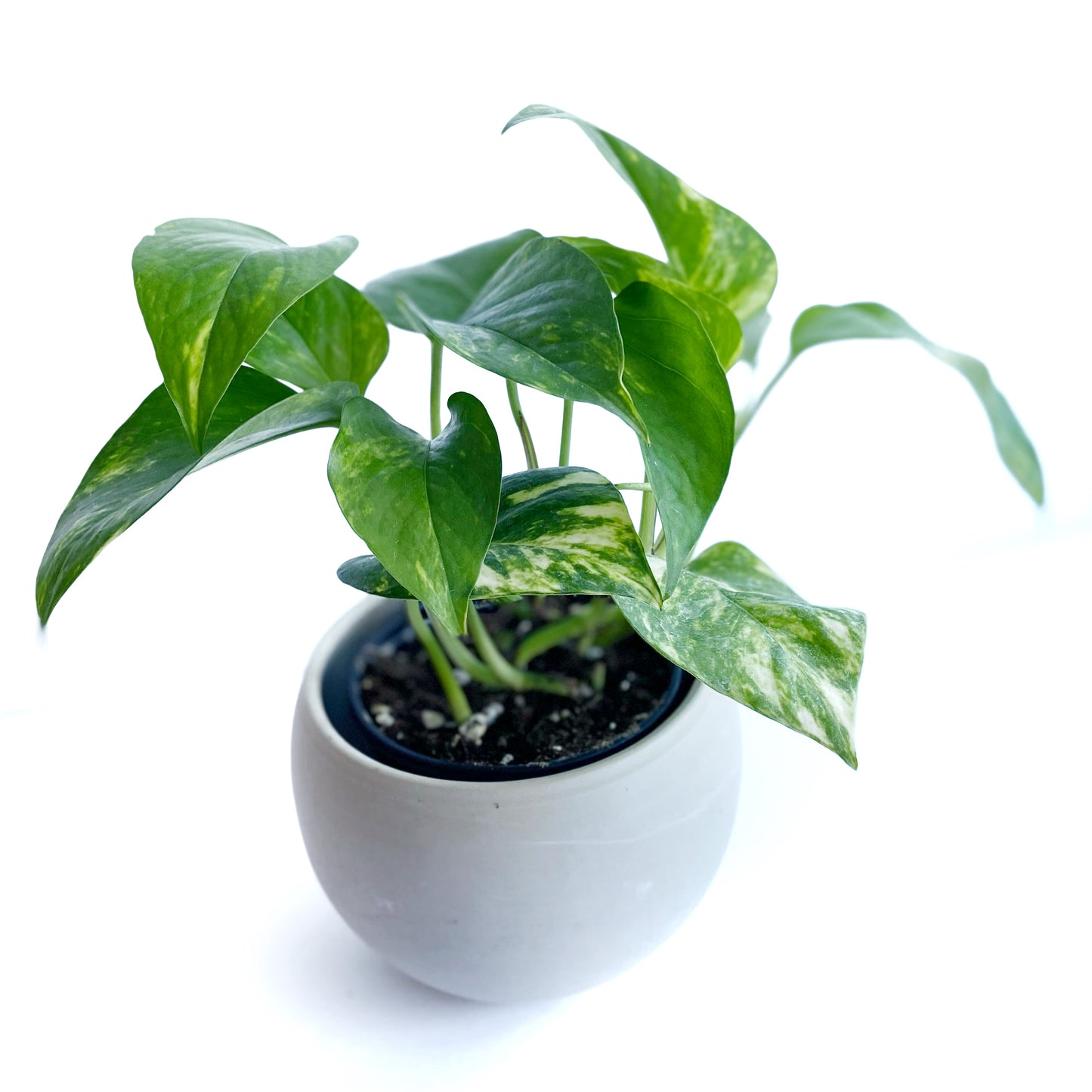 Pothos golden