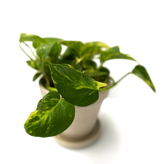 Pothos Golden Hawaiian