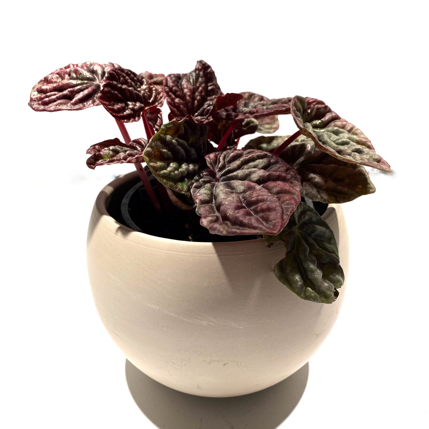 Peperomia Caperata ''Ripple Red''