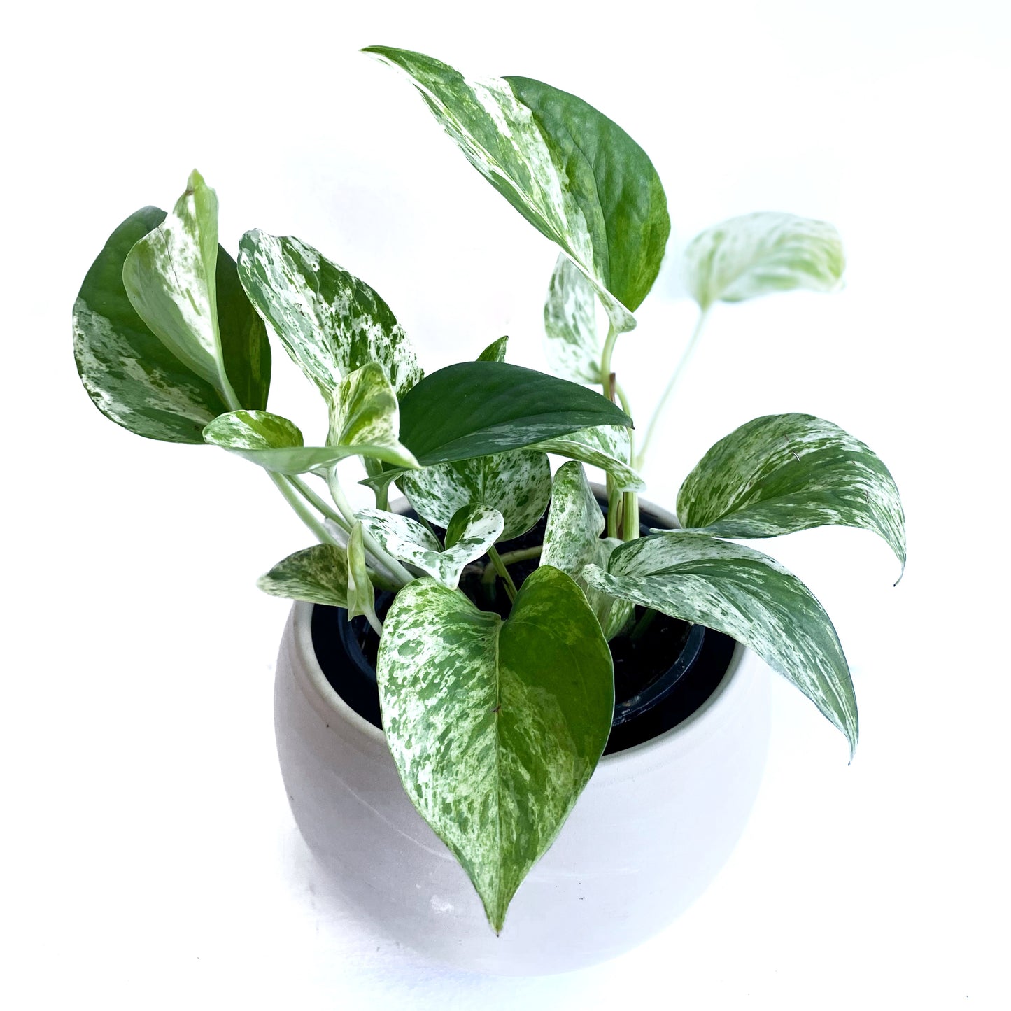 Pothos marble queen