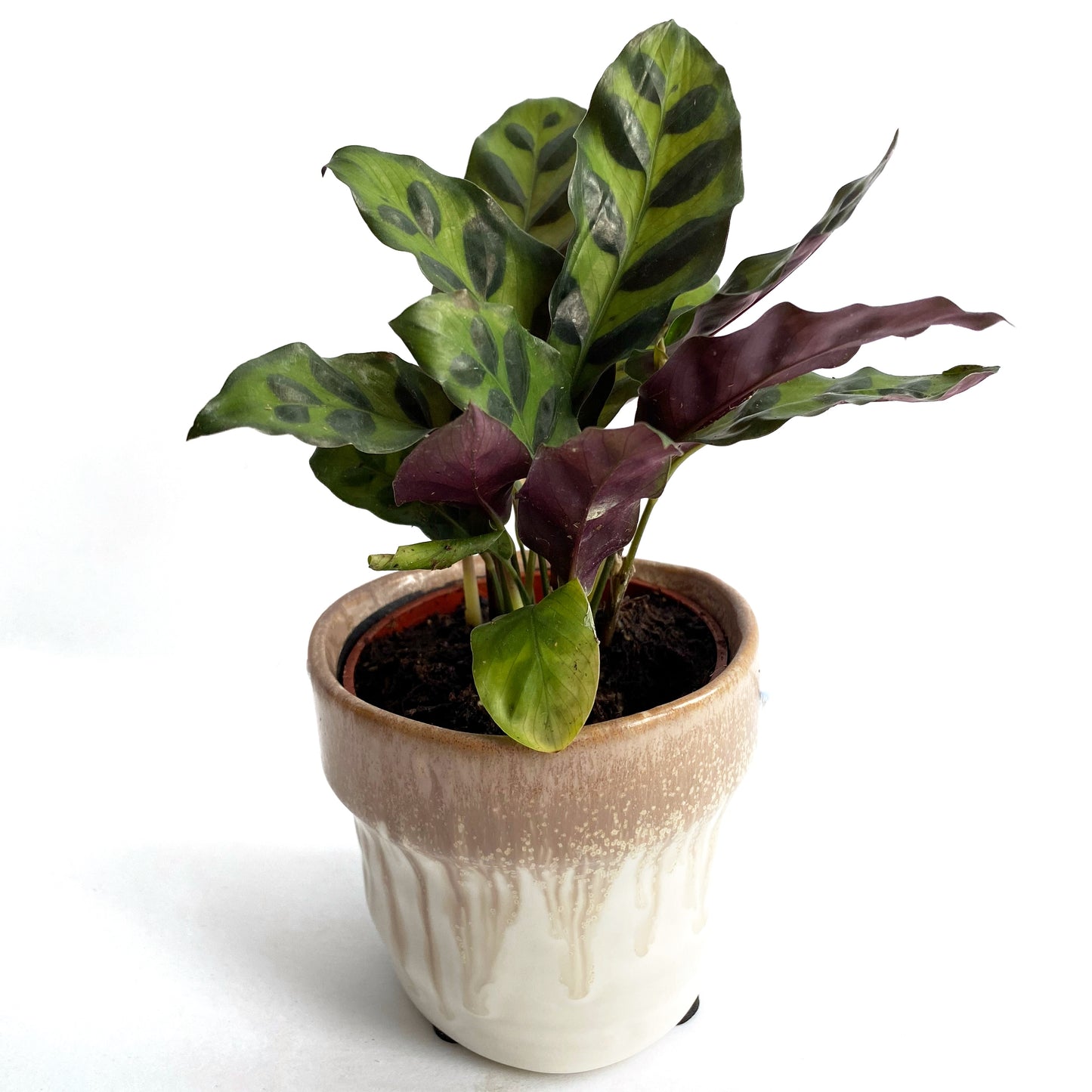 Calathea Lancifolia