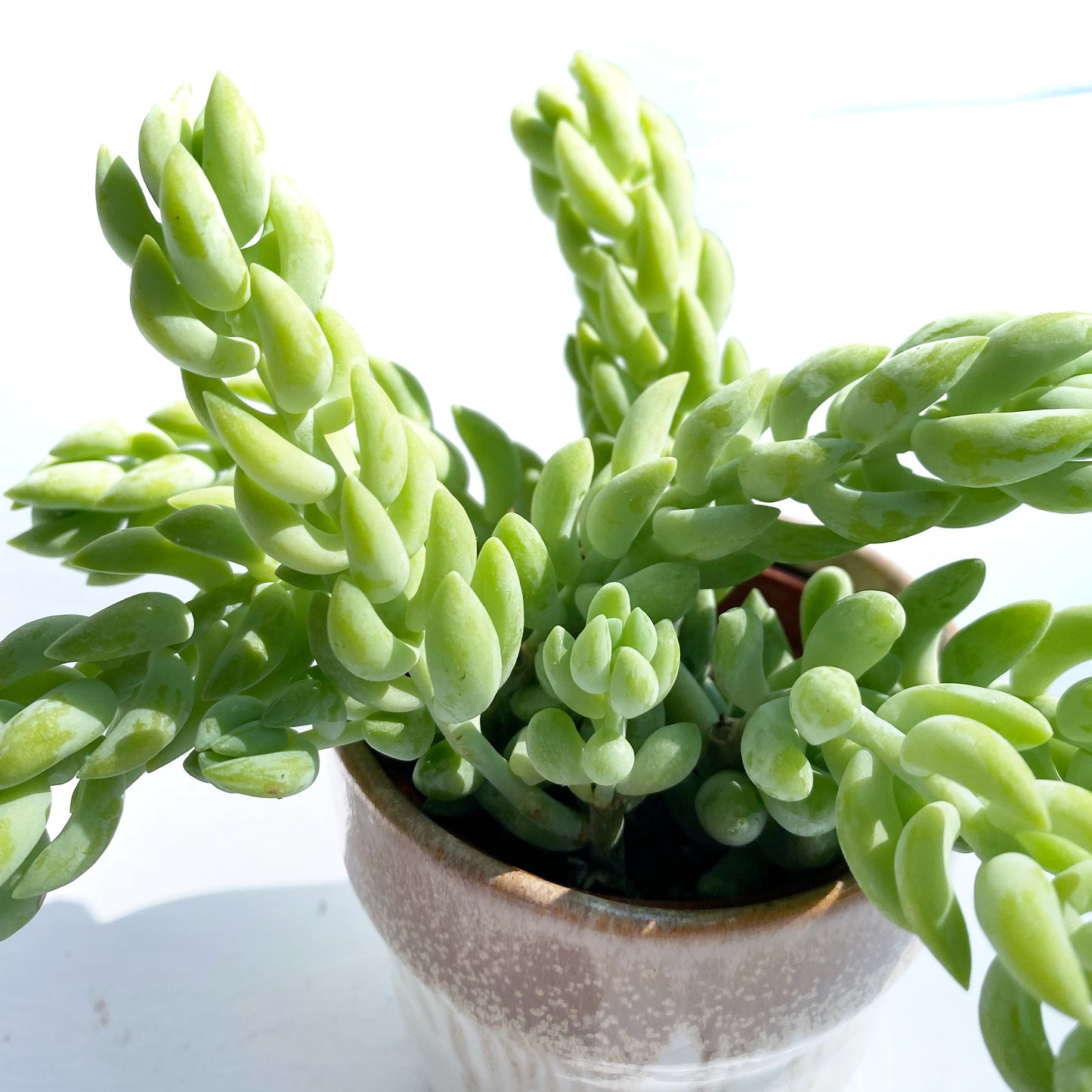 Sedum Morganianum