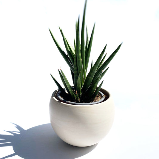 Sansevieria exotique