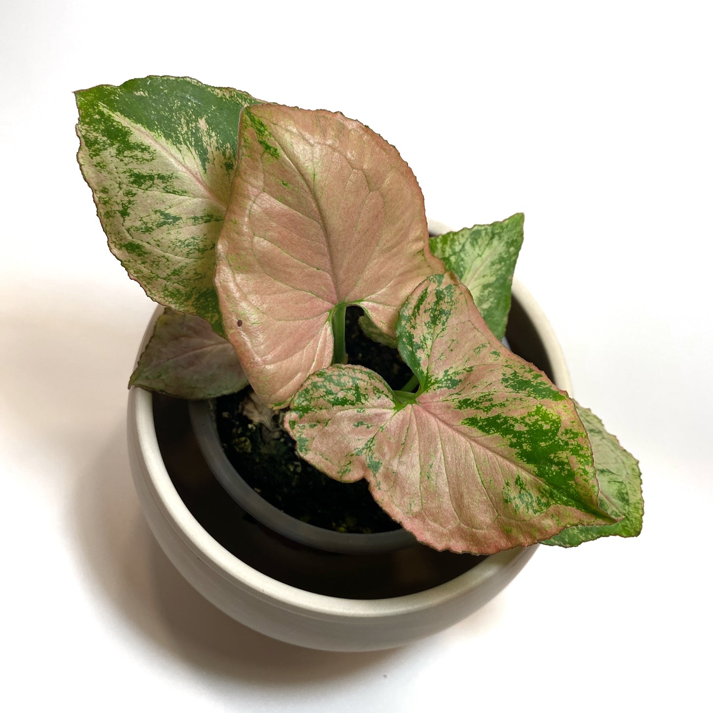 Syngonium Pink Perfection