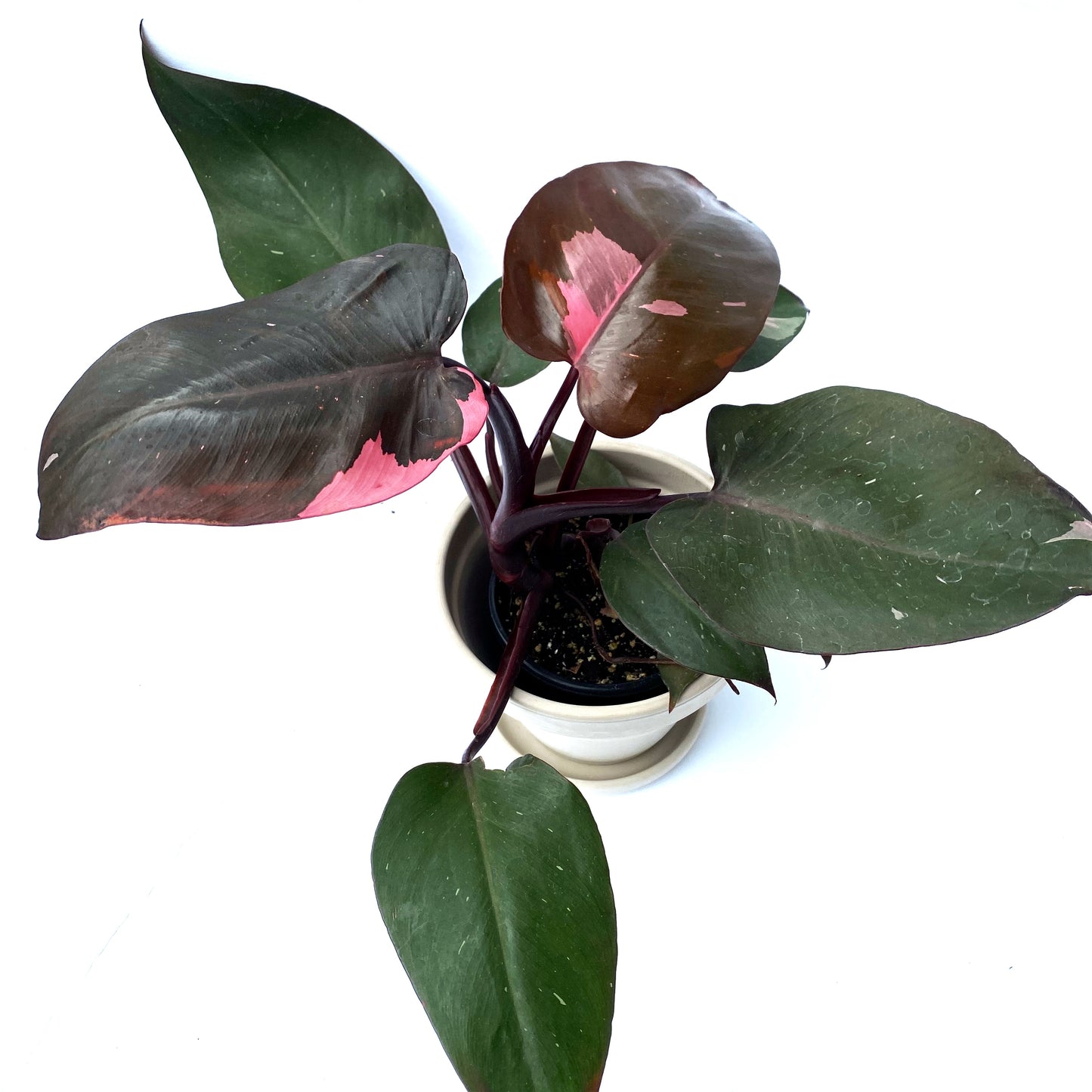 Philodendron pink princess