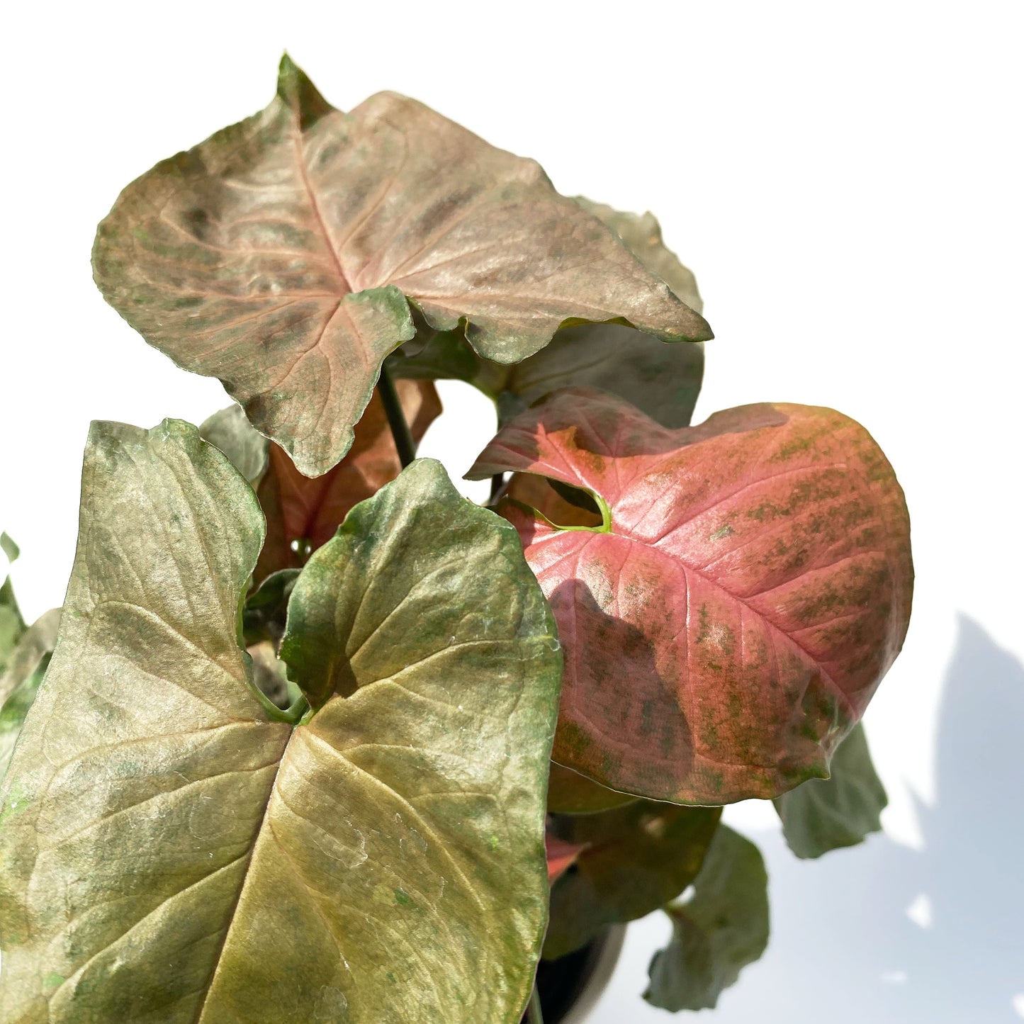 Syngonium ‘Merry Maria’