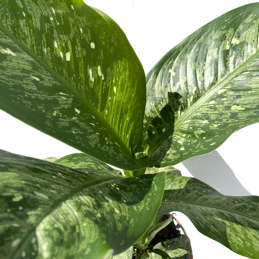 Dieffenbachia snow | 7’’