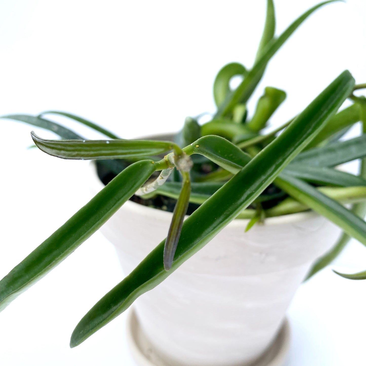 Hoya Linearis