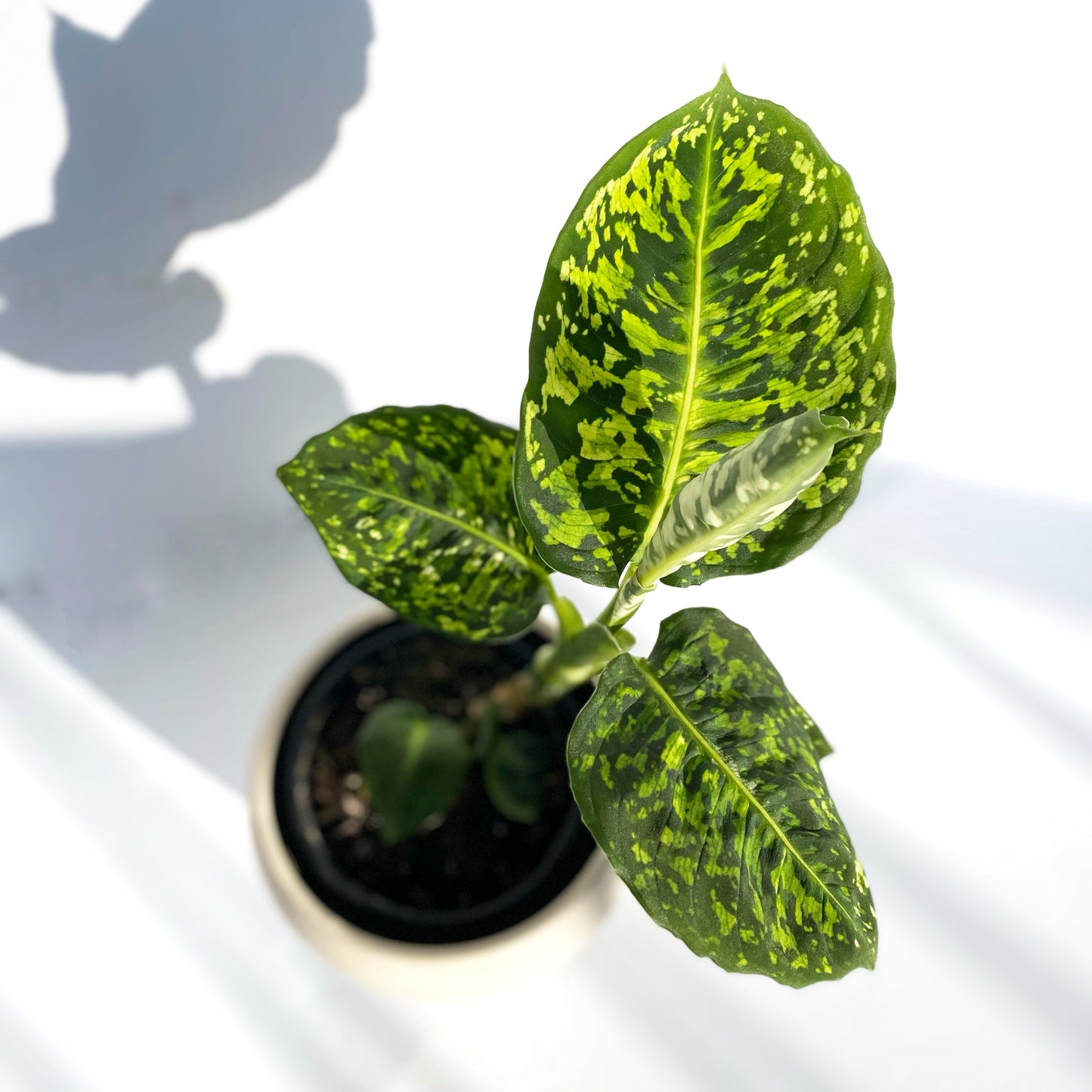 Dieffenbachia Reflector