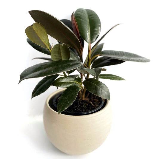 Ficus Elastica « burgundy »