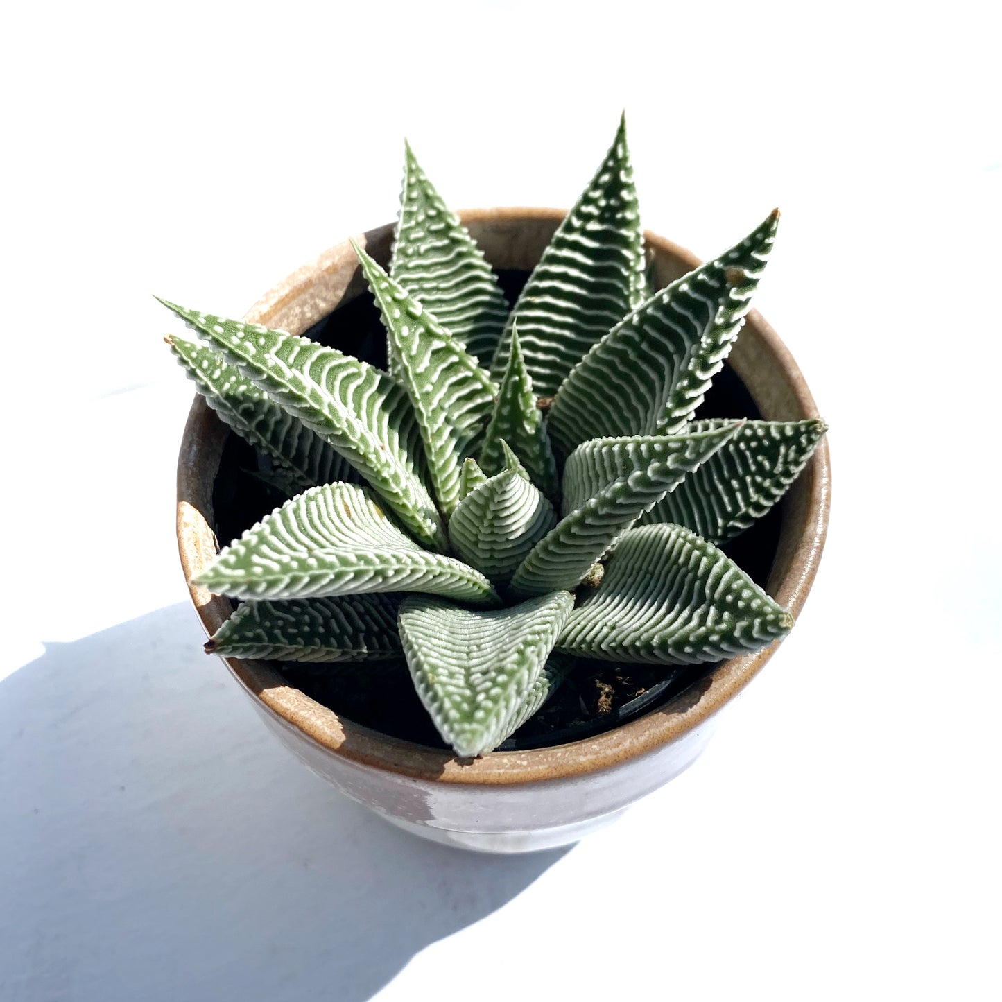 Haworthia Lamifolia