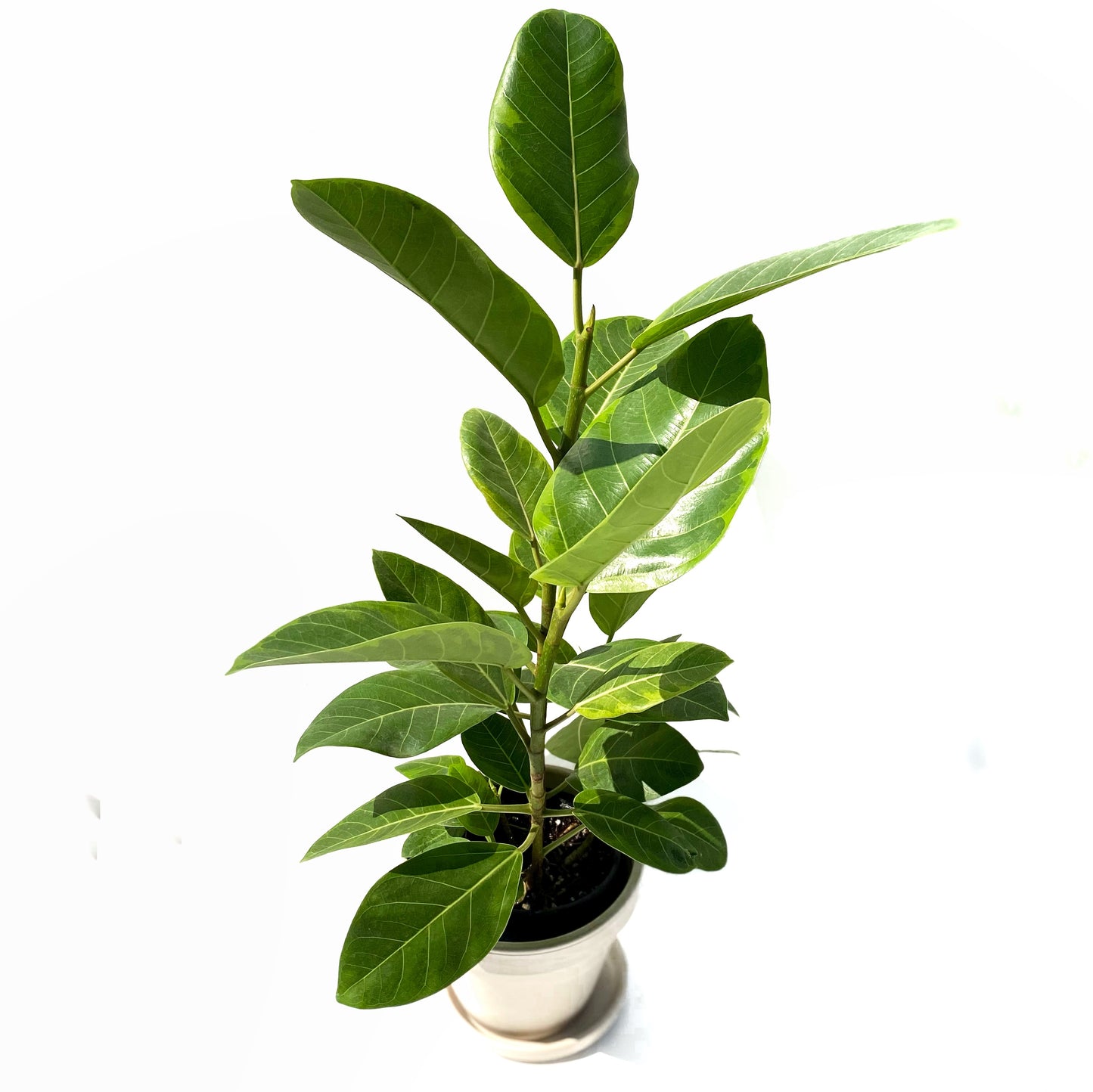 Ficus Altissima