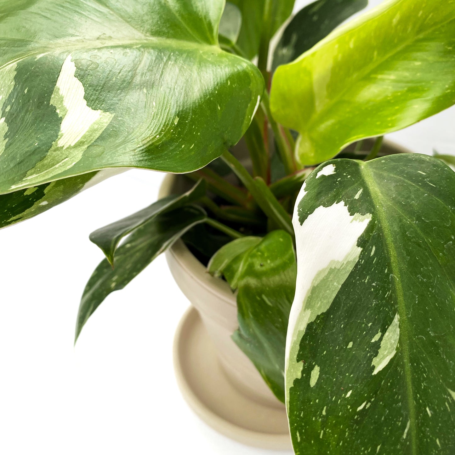 Philodendron White Princess