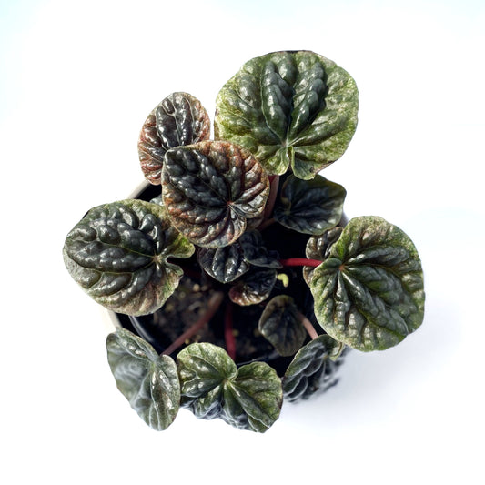 Peperomia Caperata “pink lady”