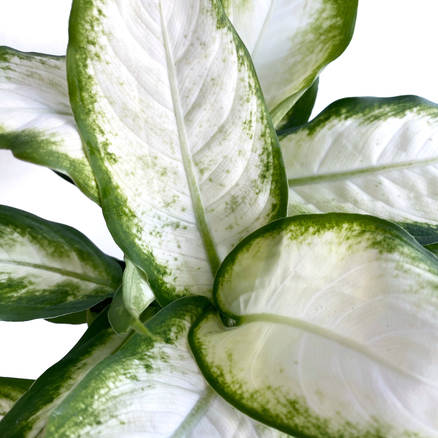 Dieffenbachia Camille