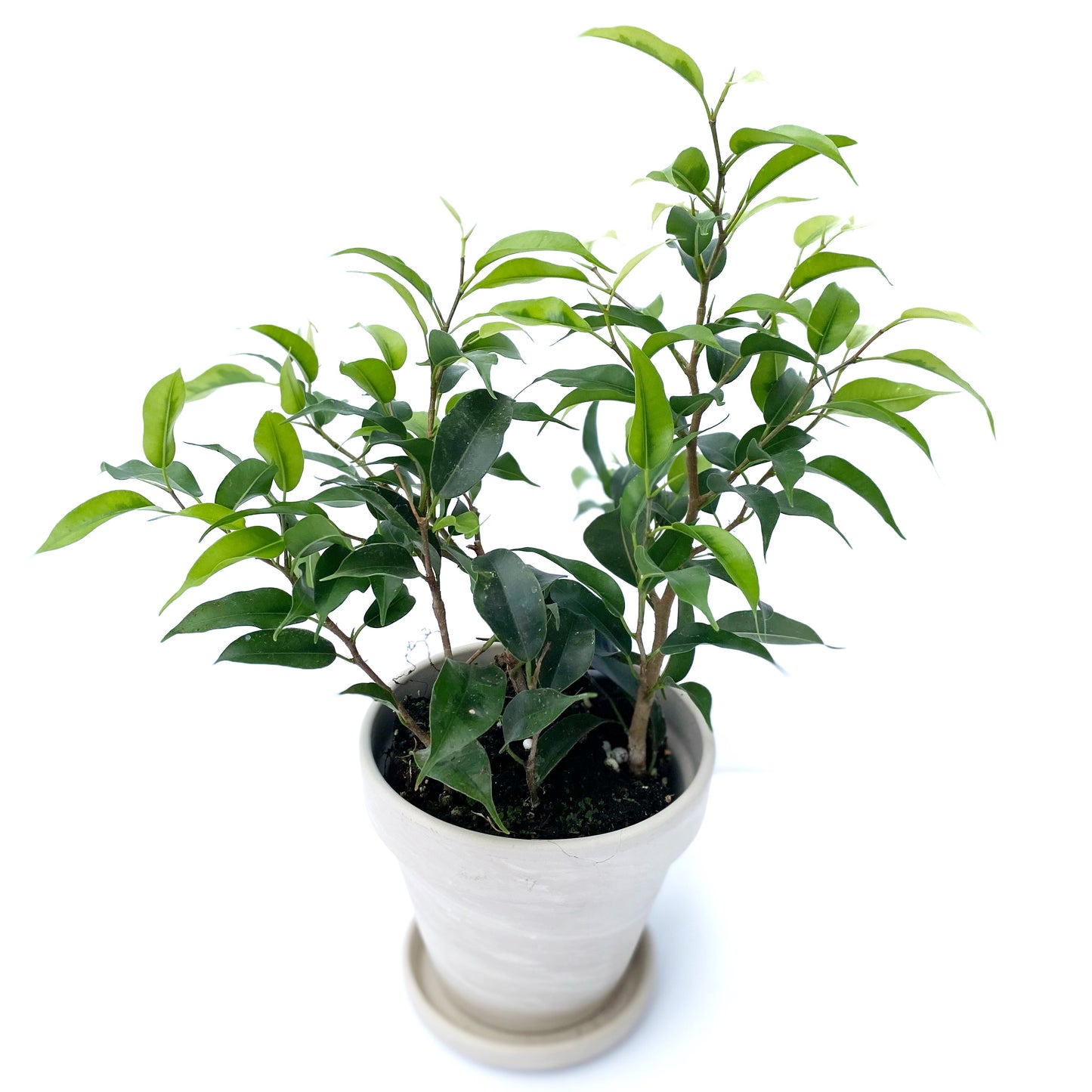 Ficus Benjamina