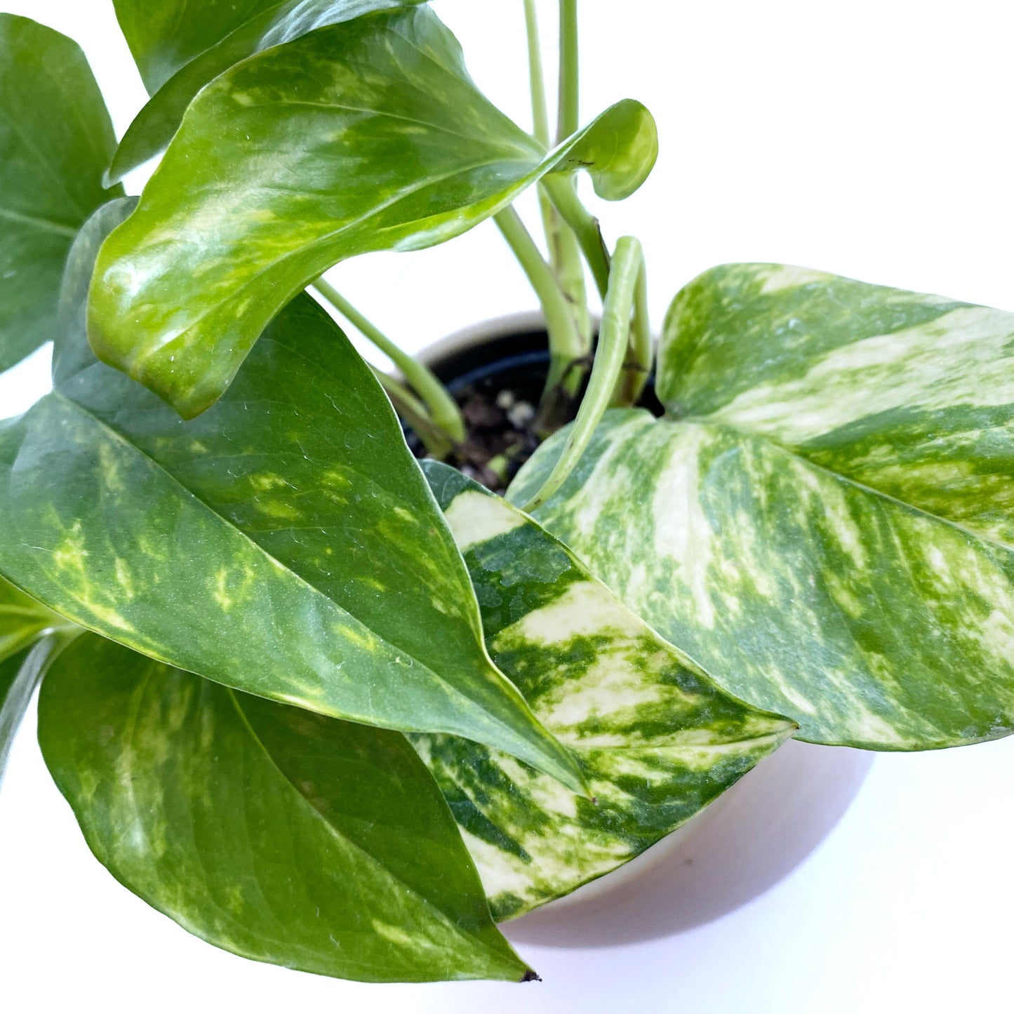 Pothos golden