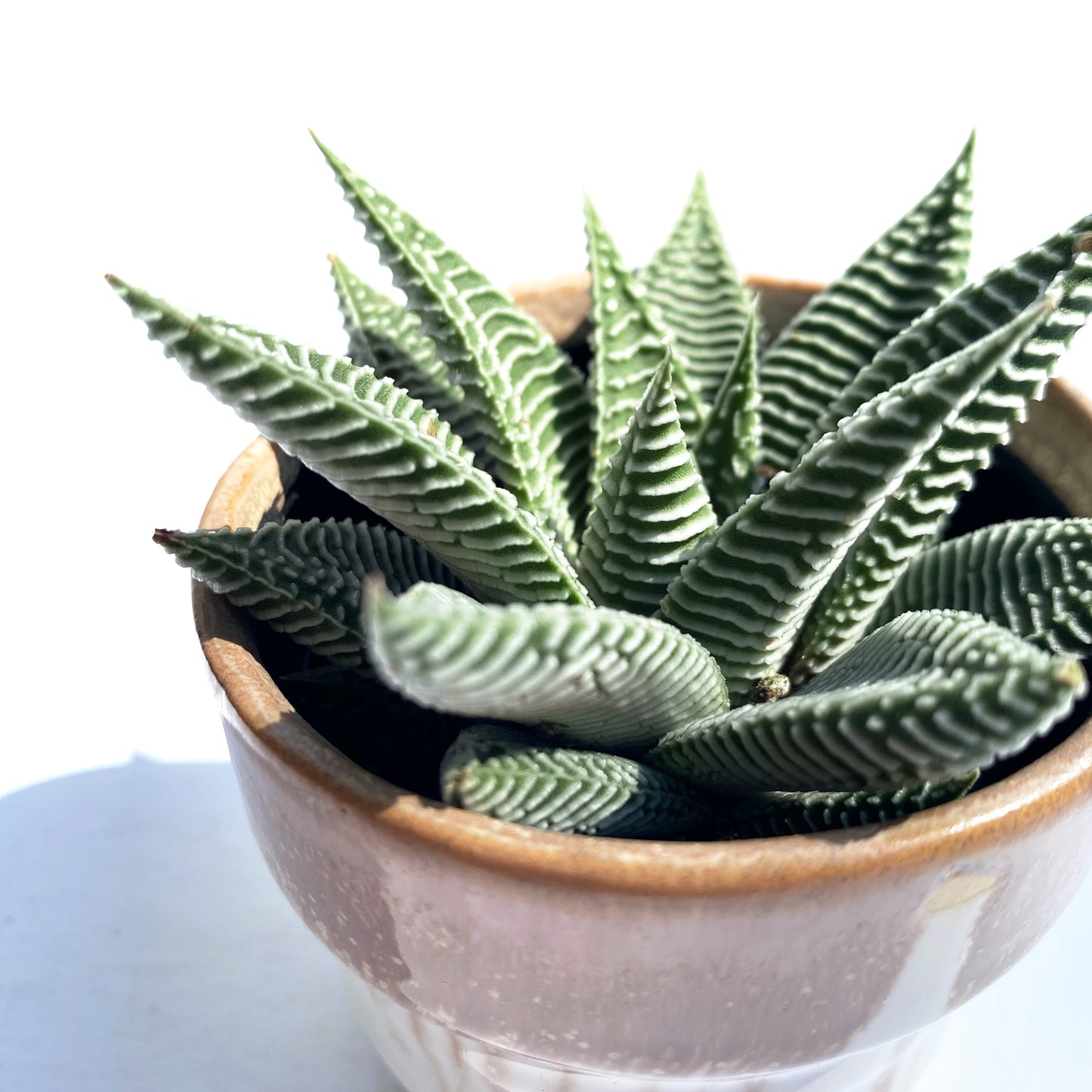 Haworthia Lamifolia