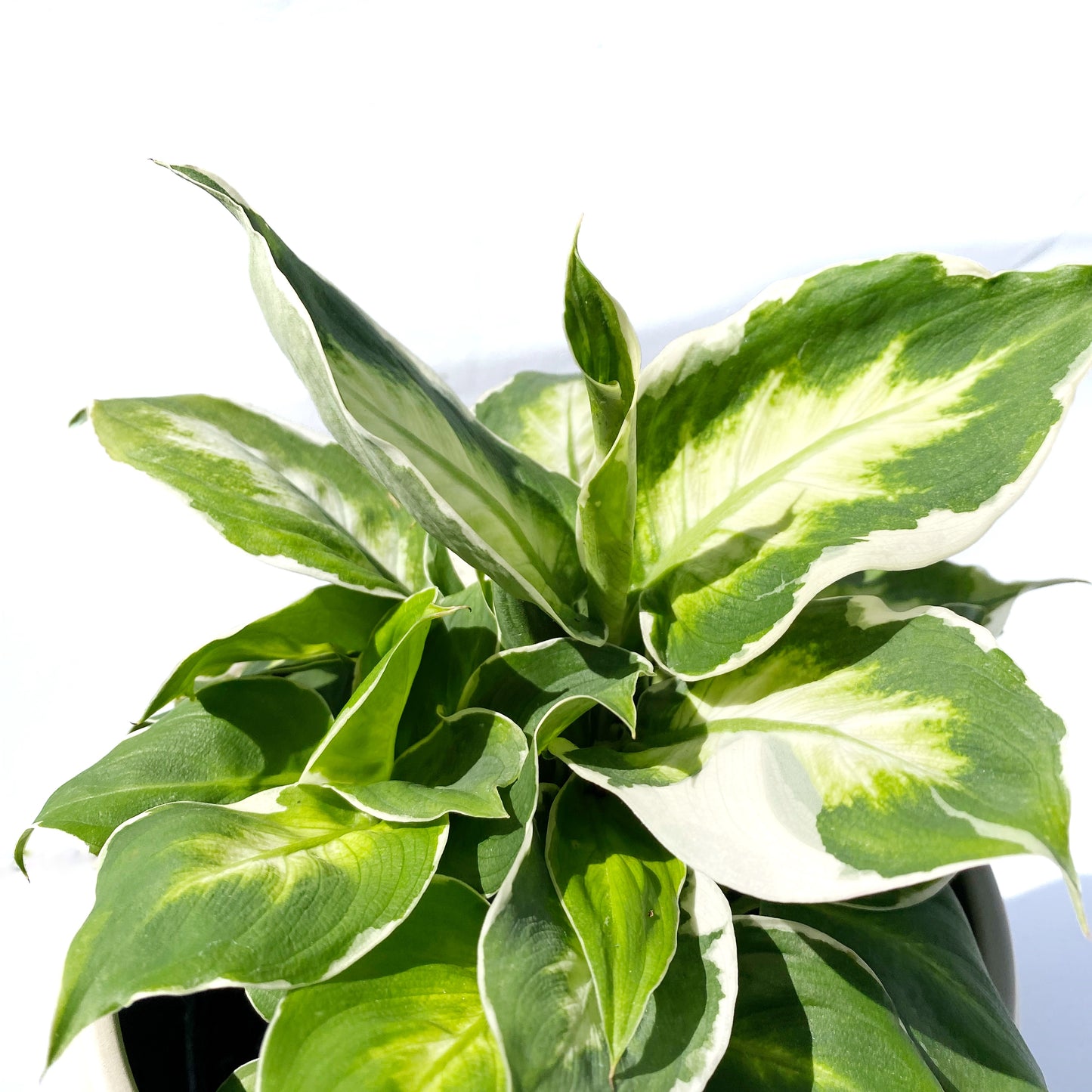 Dieffenbachia Cool Beauty