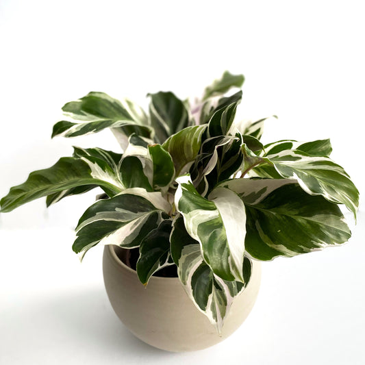 Calathea « White Fusion »