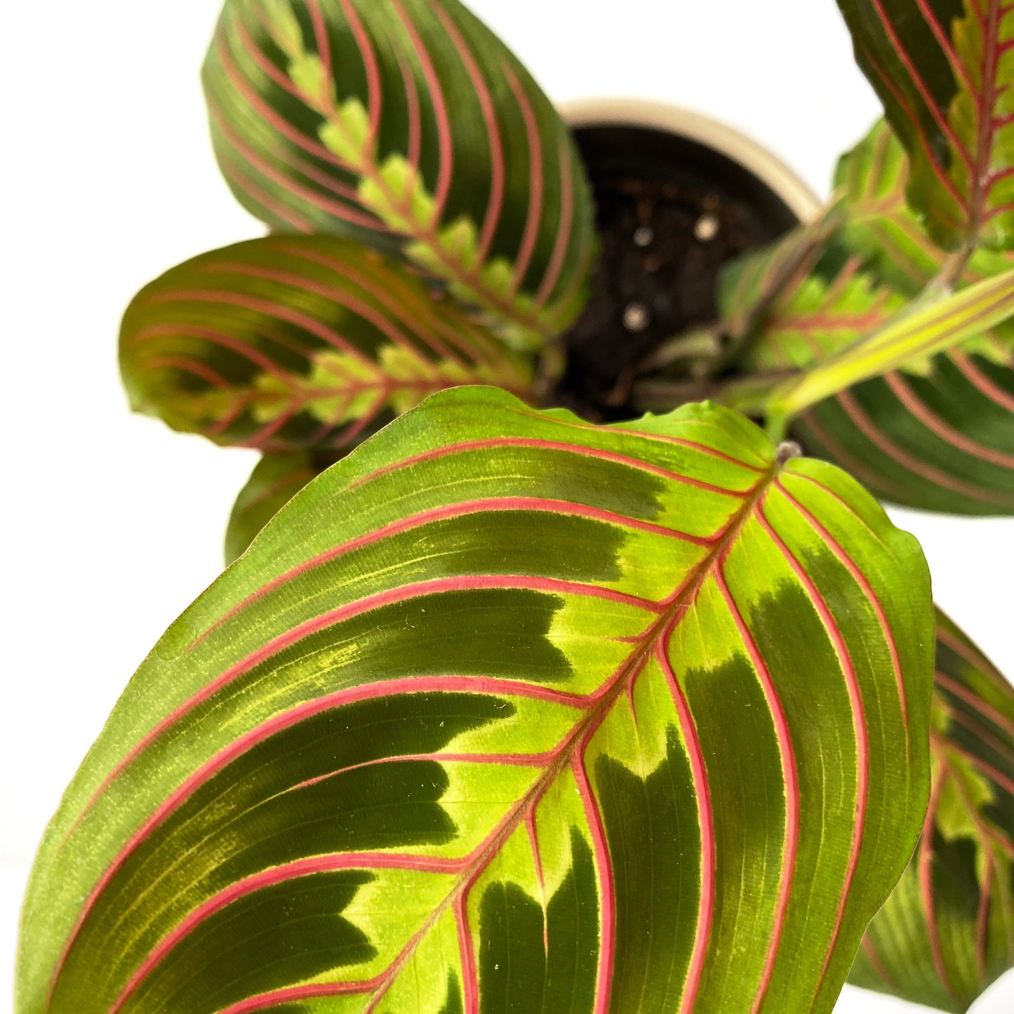 Maranta Leuconeura rouge