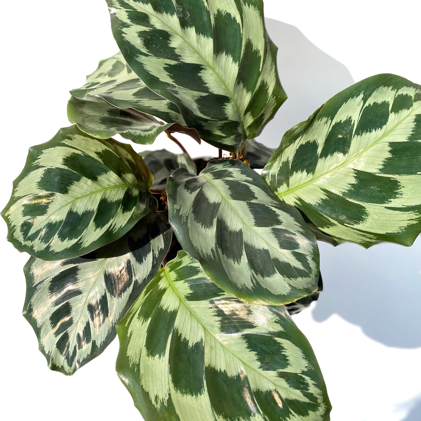 Calathea Helen K