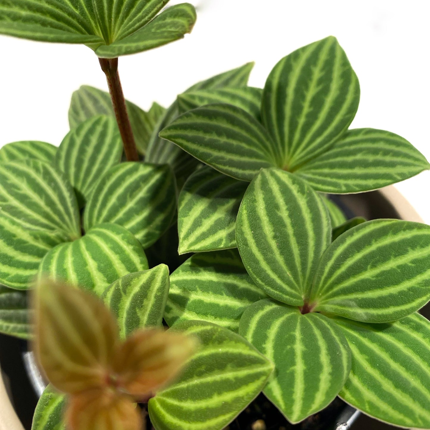 Peperomia Angulata