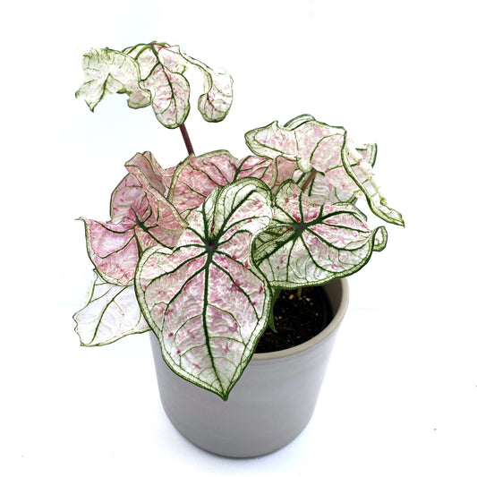 Caladium « Splash of wine »