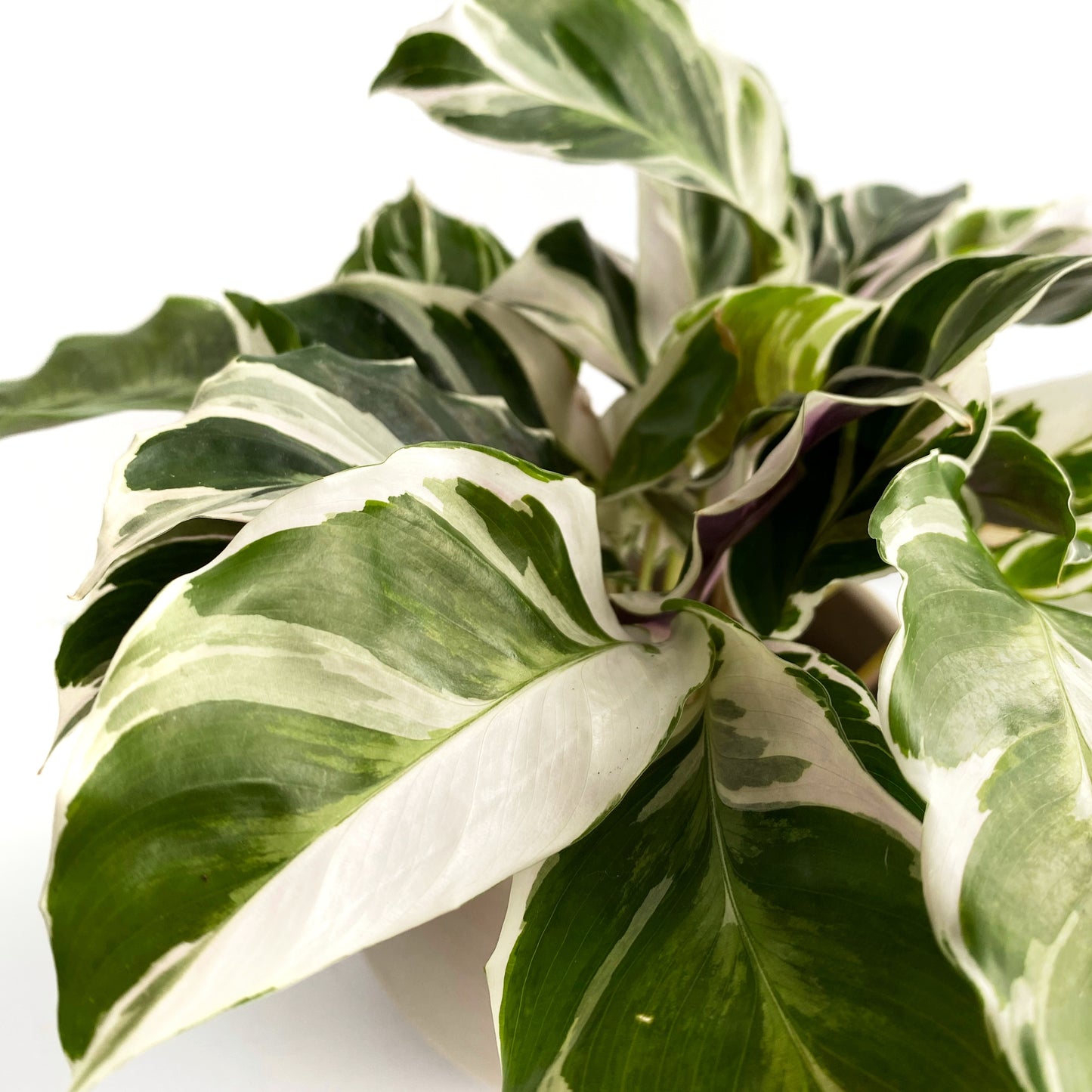 Calathea « White Fusion »