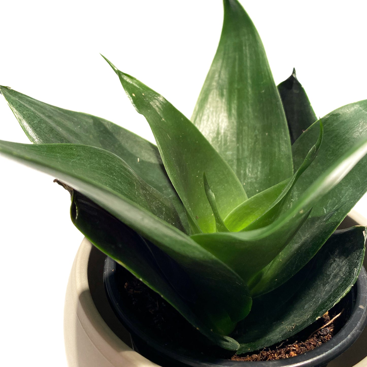 Sanseveria Florida