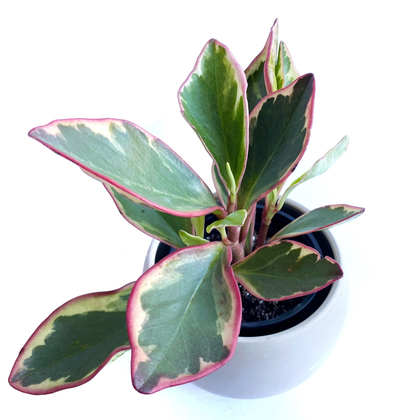 Peperomia clusiifolia Ginny