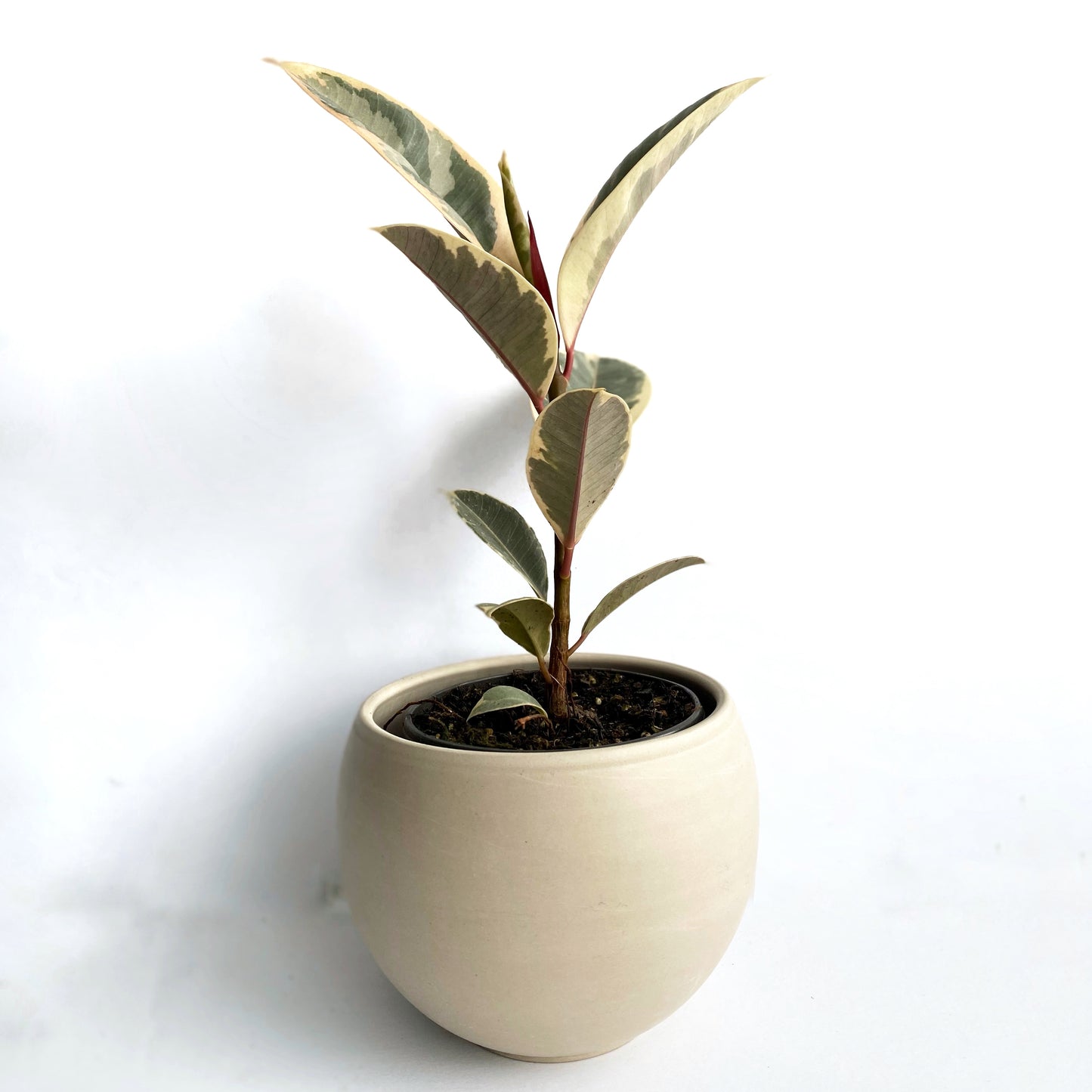 Ficus Elastica “Tineke”