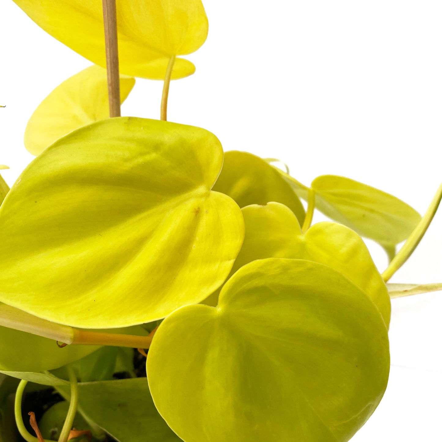 Philodendron « lemon lime »