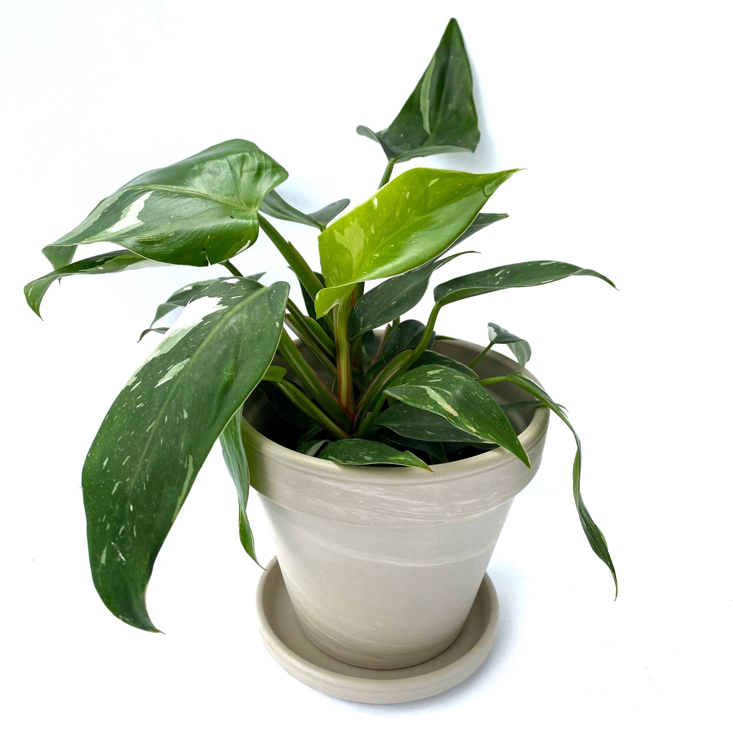 Philodendron White Princess