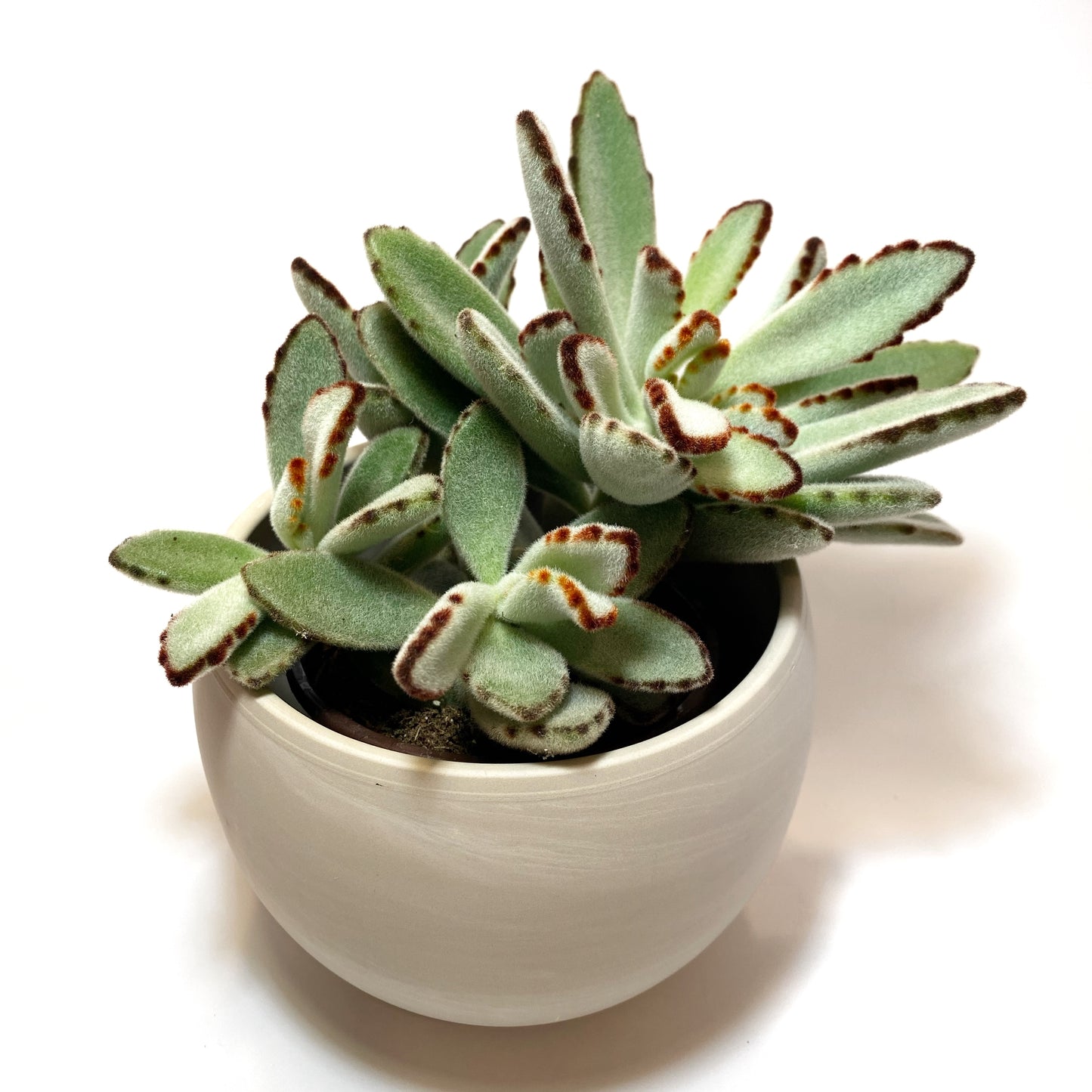 Kalanchoe tomentosa