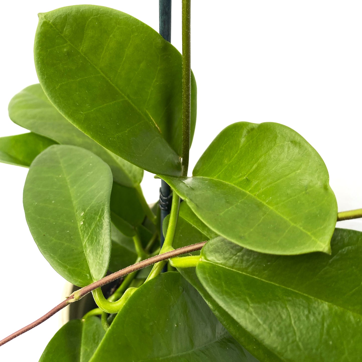 Hoya Australis ssp. tenuipes