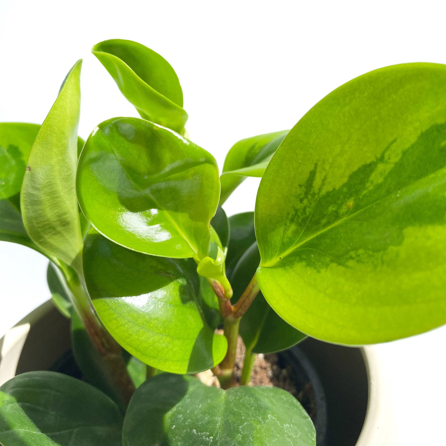 Peperomia obtusifolia « lemon lime »