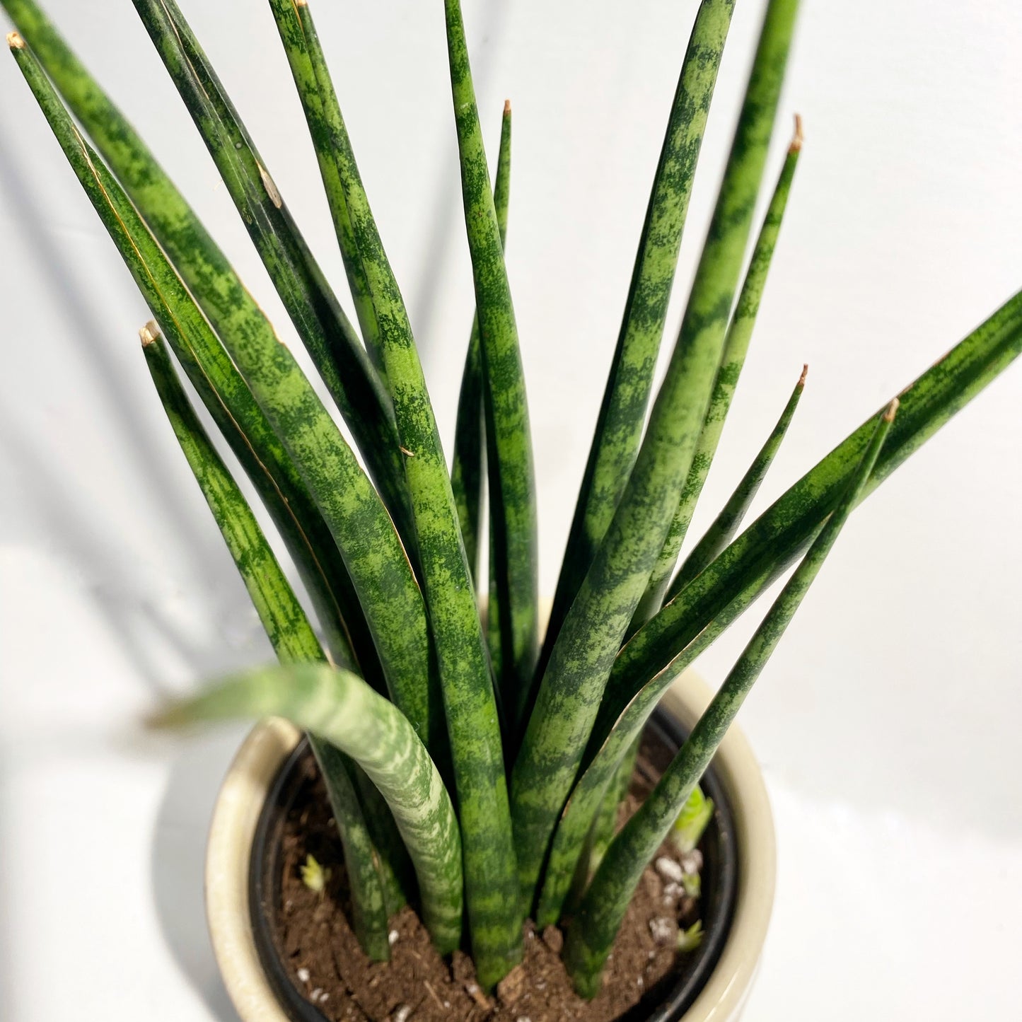 Sansevieria Mikado Fernwood