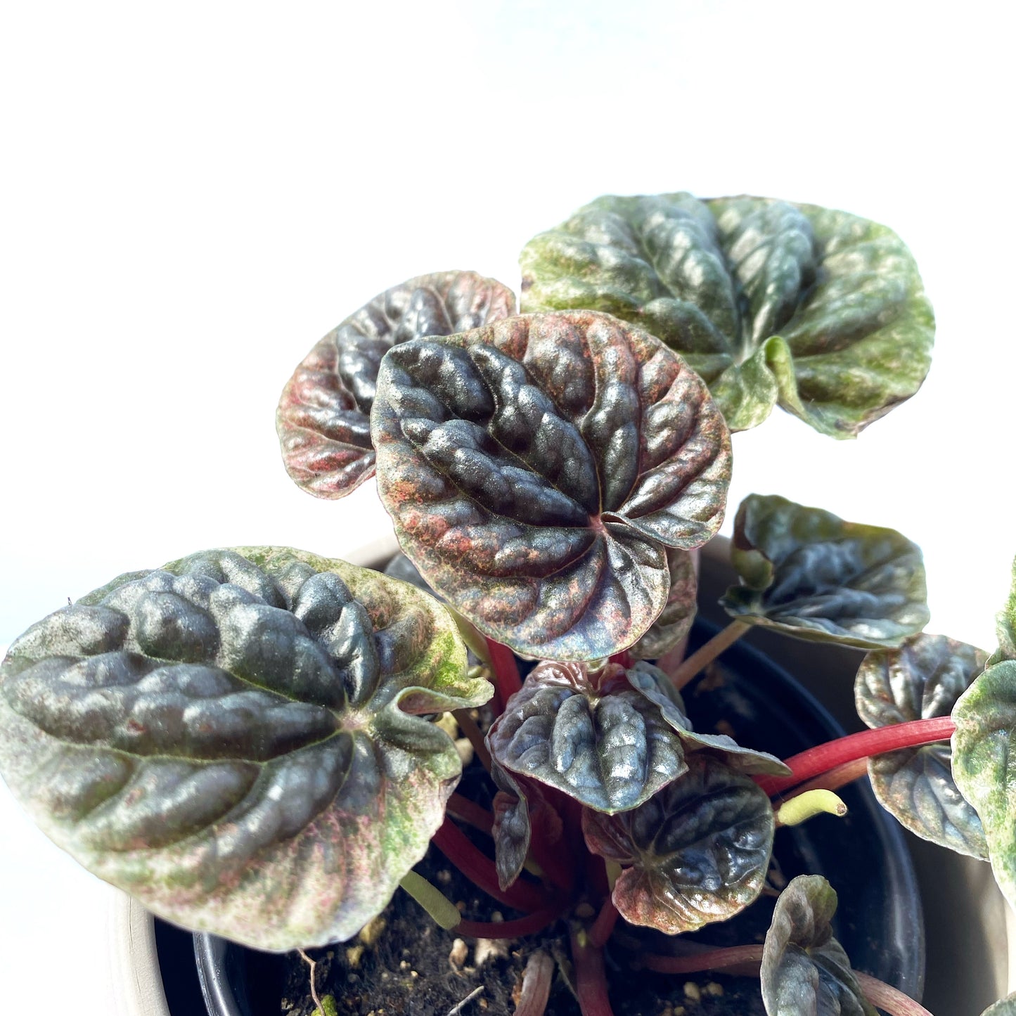 Peperomia Caperata “pink lady”