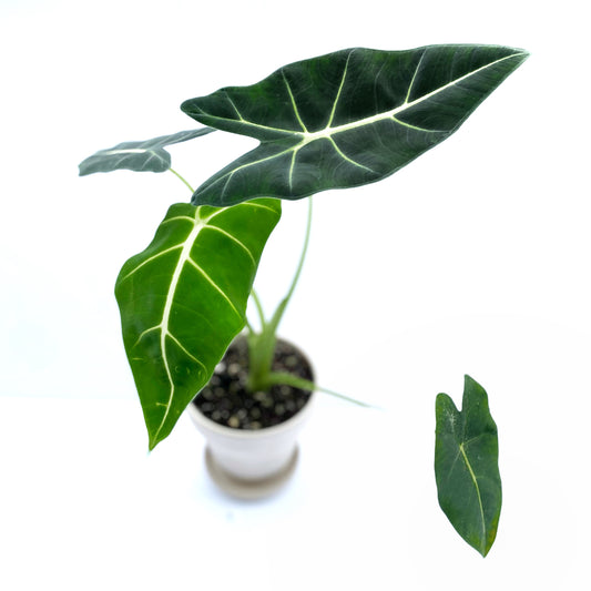 Alocasia « Frydek »