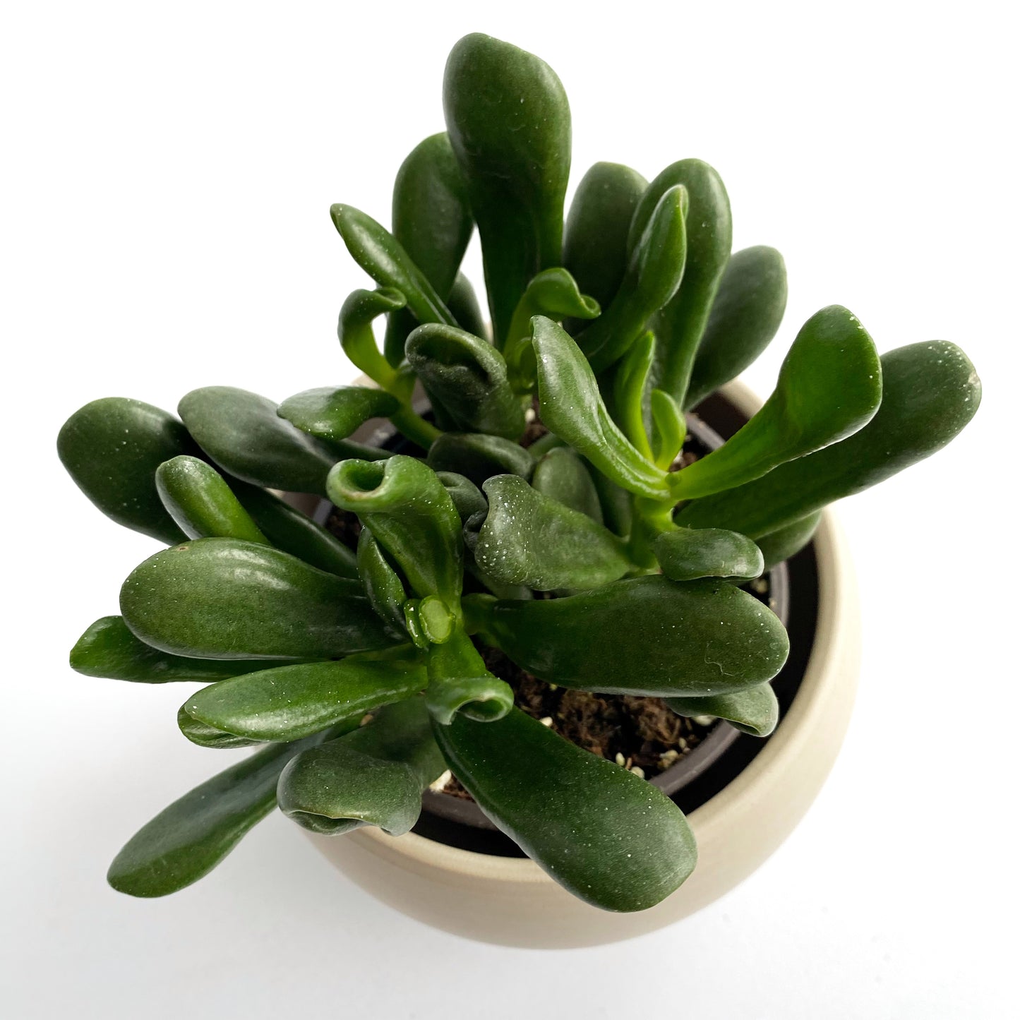 Crassula ovata « Hobbit »