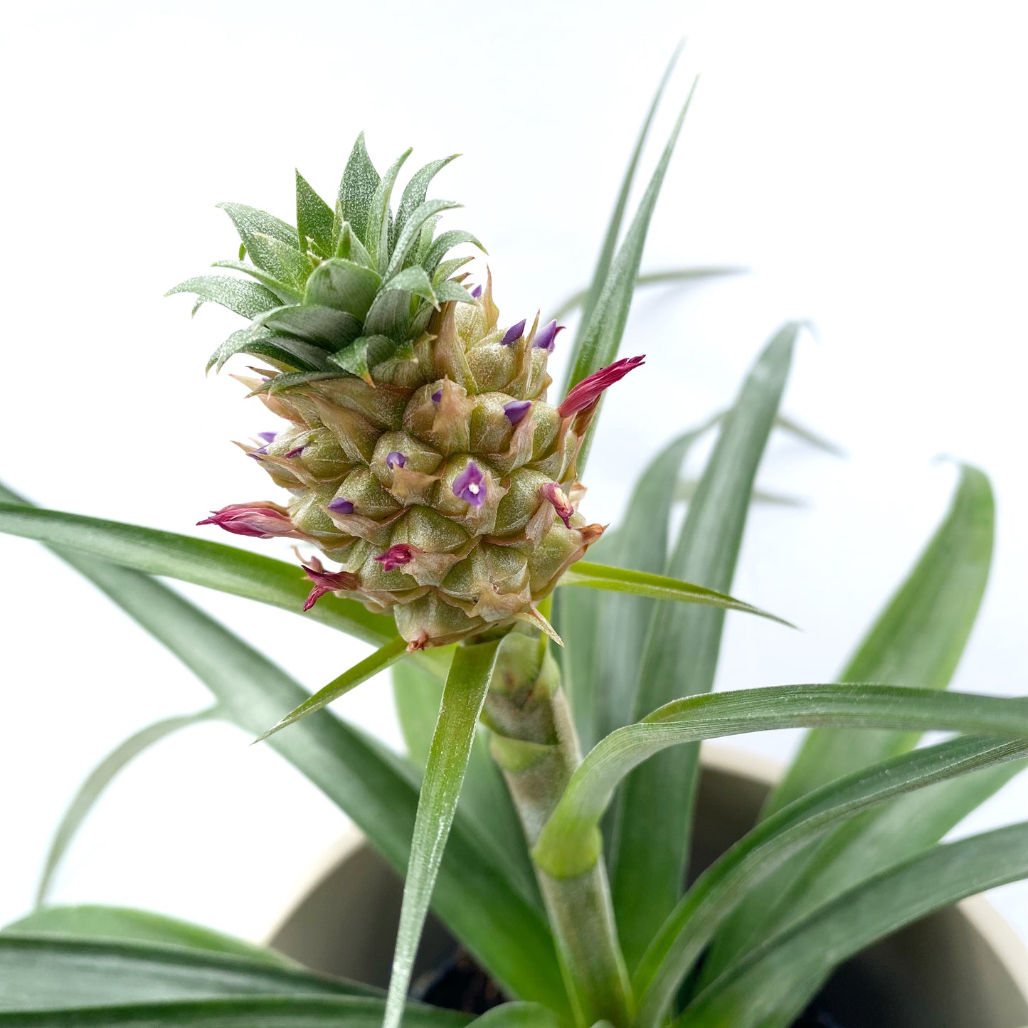 Ananas comosus