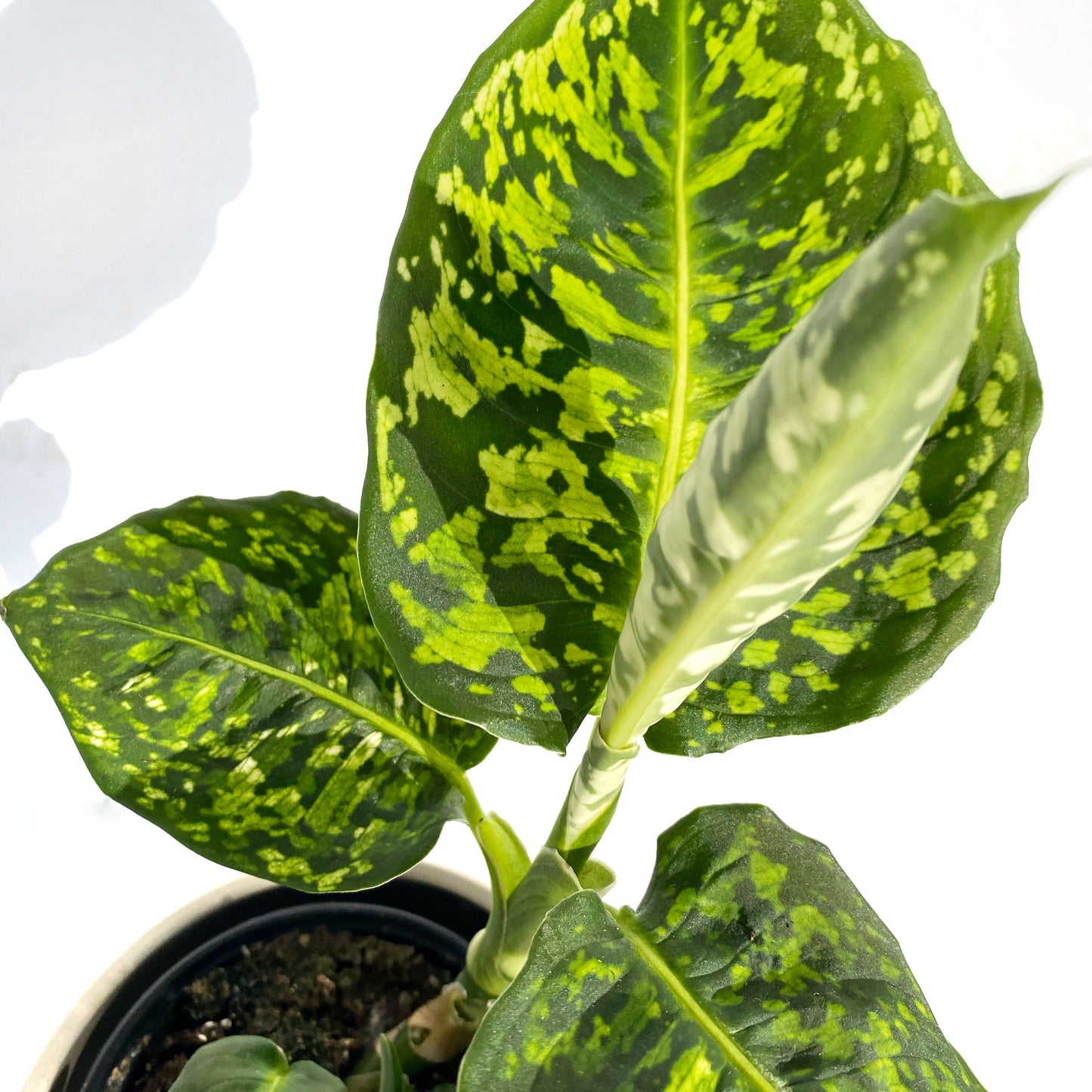 Dieffenbachia Reflector