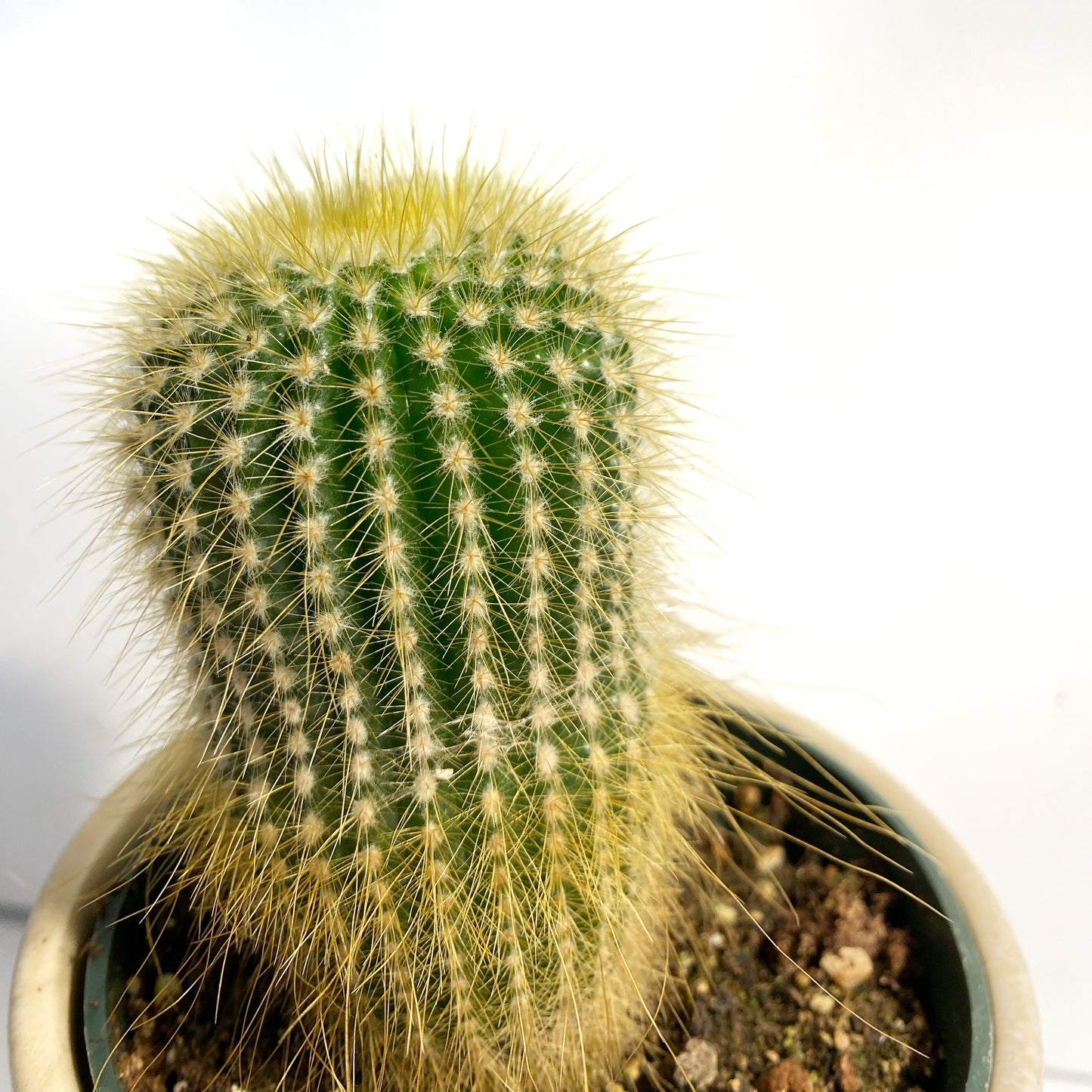 Parodia Leninghausii