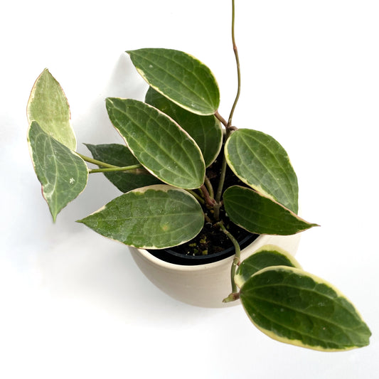 Hoya Macrophylla