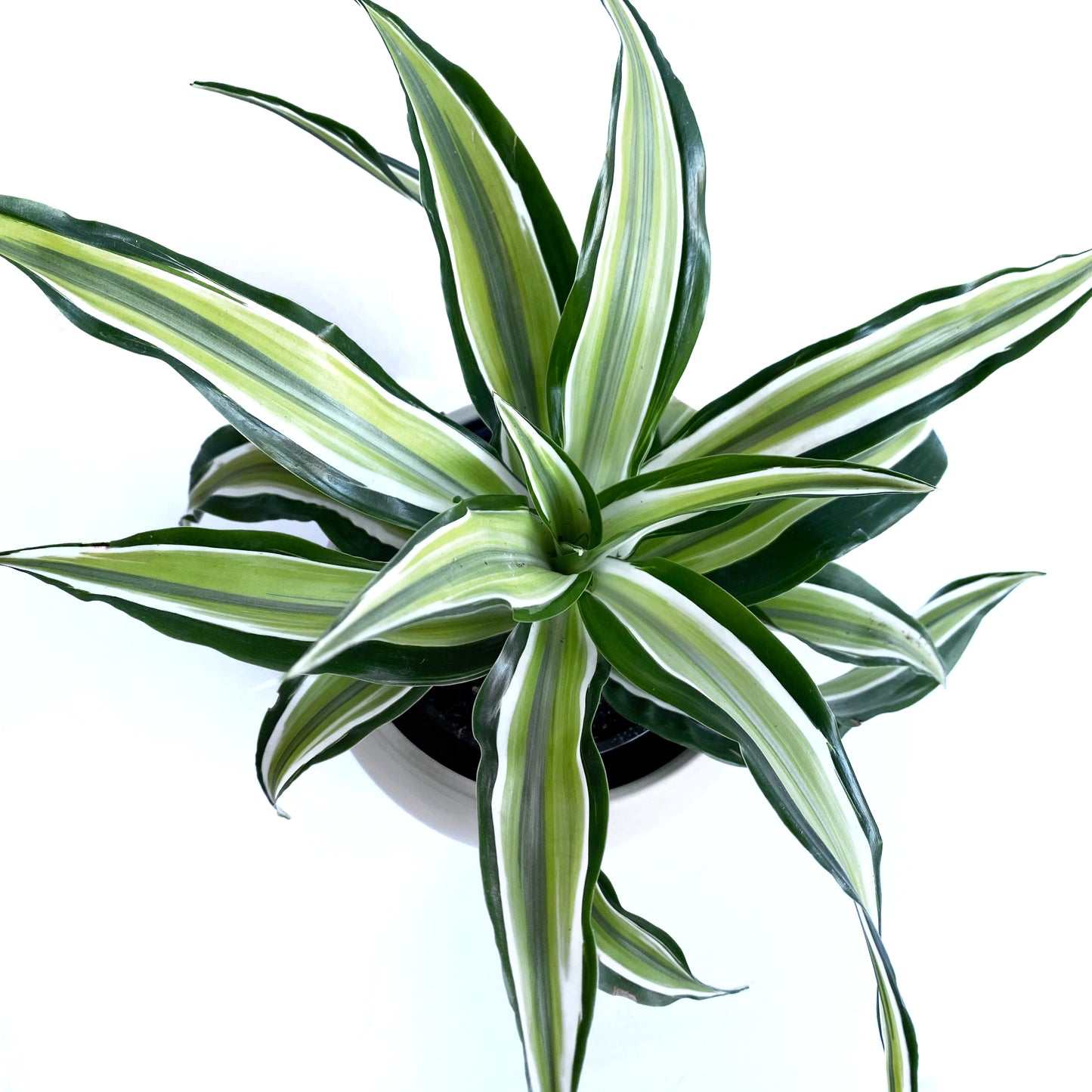 Dracaena Fragans « Malaika »